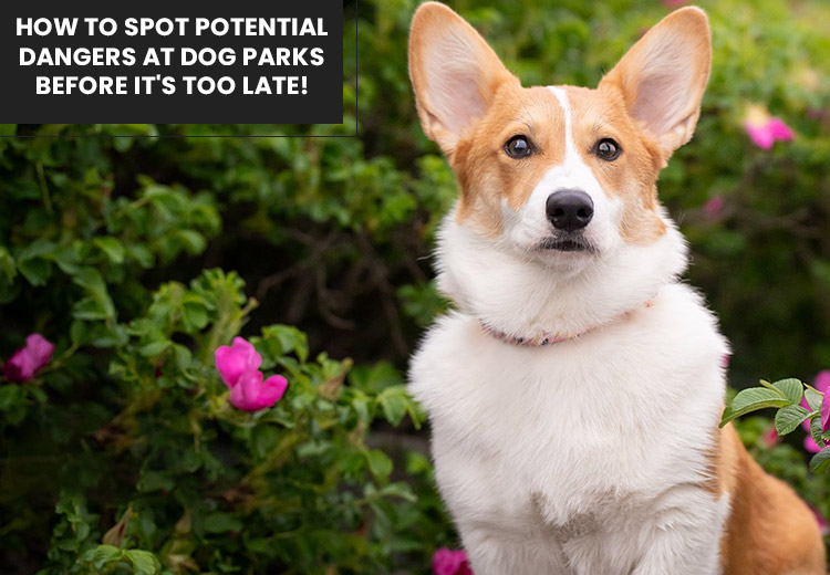 How to Spot Potential Dangers at Dog Parks Before It's Too Late!
